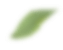 bluired green leaf