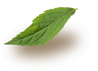 green leaf