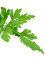 parsley leaves