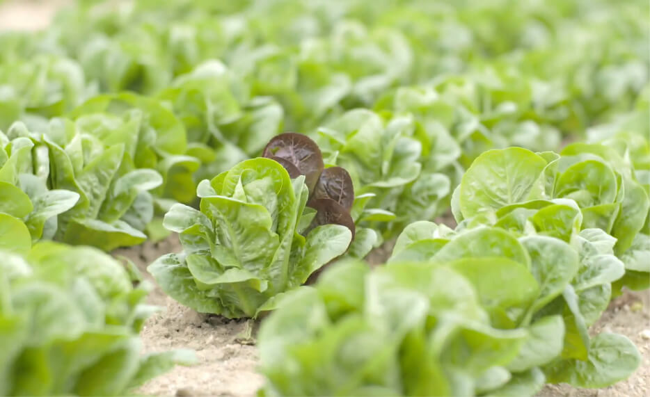 Russo’s Fruit & Vegetable Farm