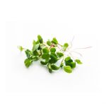 Micro Greens