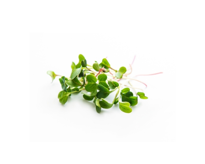 Buy Micro Basil - Fresco